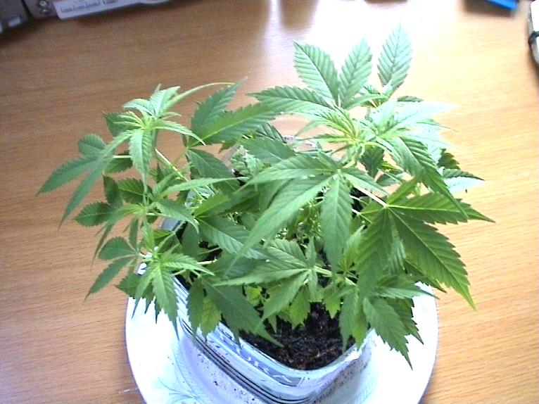 Week1