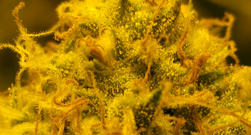 Trichomes are all milky. No amber ones yet. As soon as I see some amber ones I'll leave the lights out for 24 hours then harvest.