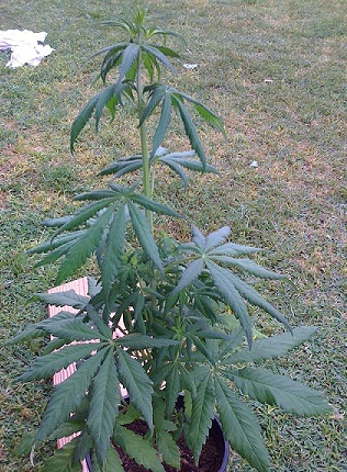 We detected the bundle of seeds instead of hairs and threw that shit outside and shot it =)