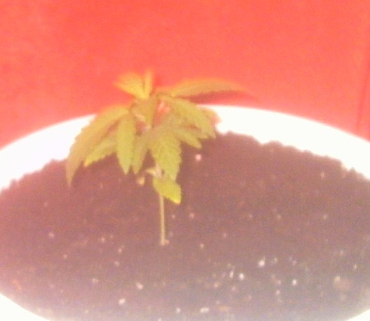 yellow tips on bottom leaves. help please.
