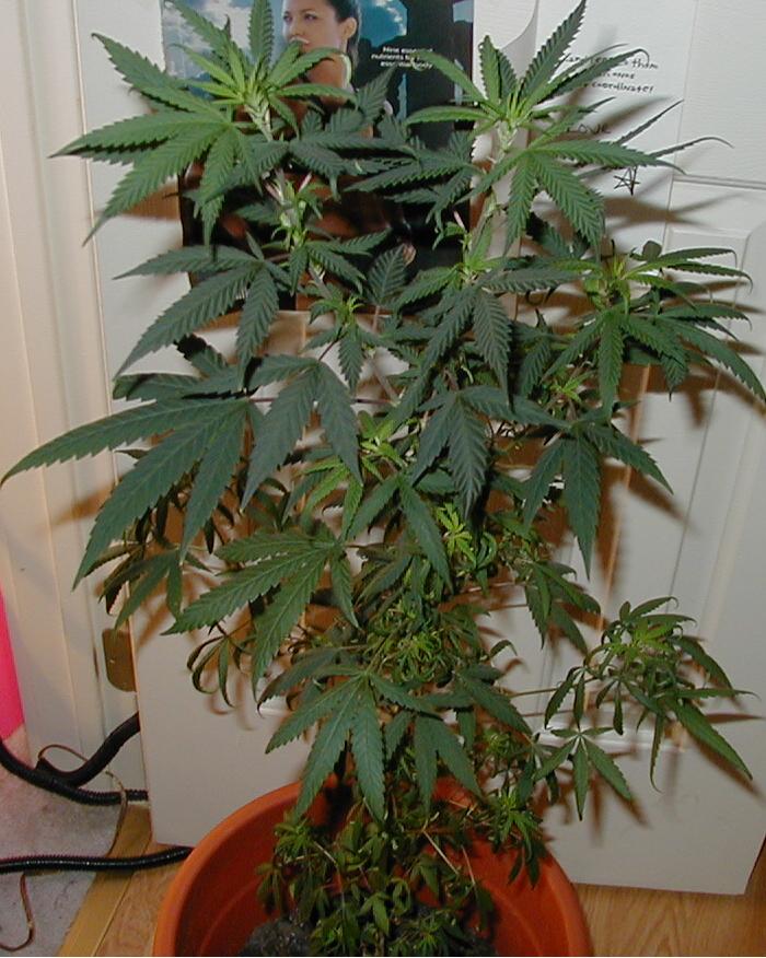 This is my other female plant. She is 2 inches taller than her very pretty sister. Even though she isnt as pretty as her sister she should produce a good amount of bud.