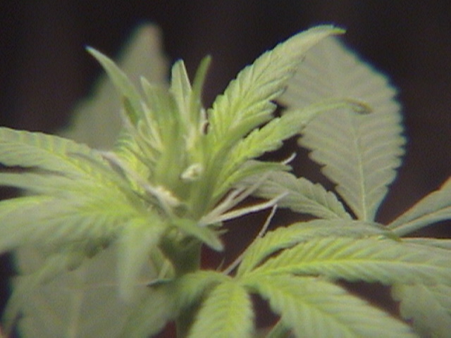 im so happy, i only grew one plant and it just so happens to be female!!