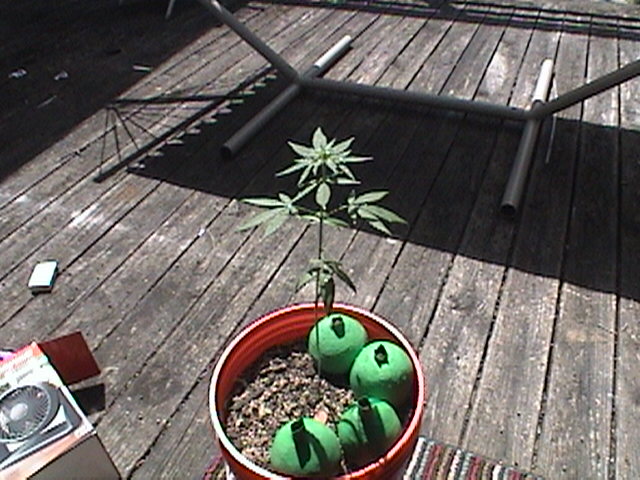 gettin a little sunshine and fresh air