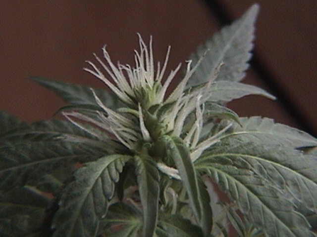 beautiful big flower