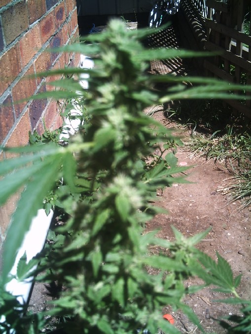 budding for about 4 weeks now