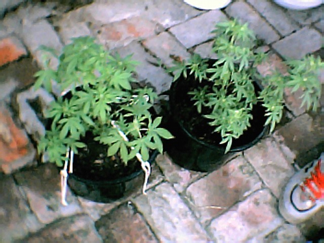 these are my last plants from the previous winter.