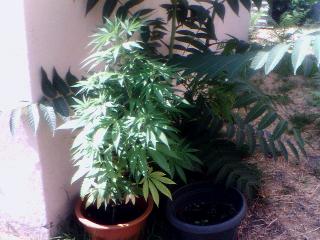 The taller of the 2 plants has white hair and is growing at a good rate 
