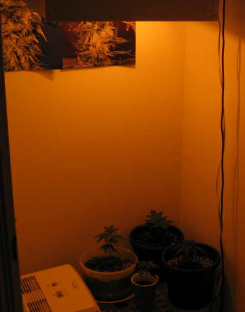 my closet has a hepa air filter w/ ionizer, Active Ventilation  drawing excess heat into the attic, and I have the Plants sitting over a rubbermaid to collect the drainage and some HT centerfolds hung up for inspiration 