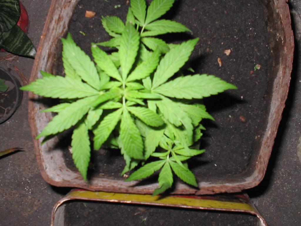 5 semanas e 5 plantas juntas
