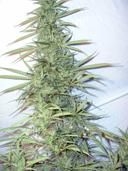 Community Chile Marijuana http://www.marihuana.cl