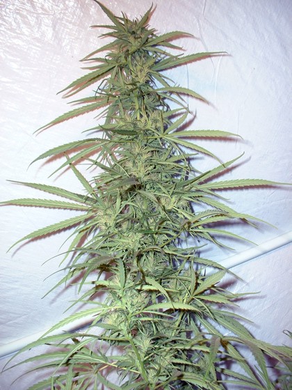 Community Chile Marijuana http://www.marihuana.cl