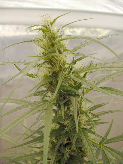 Community Chile Marijuana http://www.marihuana.cl