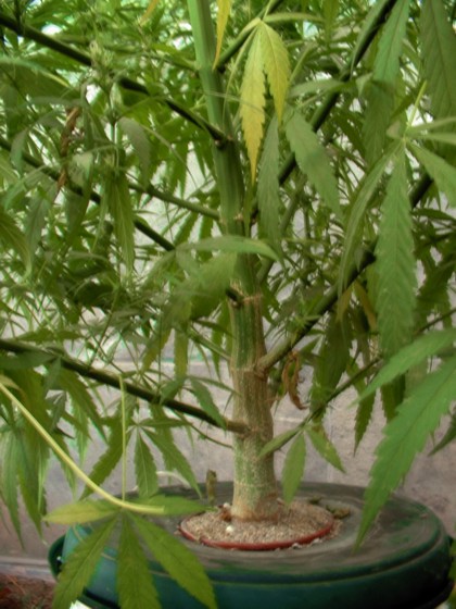 Community Chile Marijuana http://www.marihuana.cl