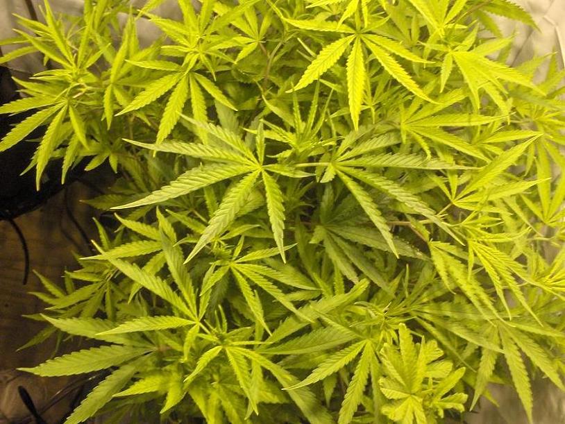 first update - week 4 veg