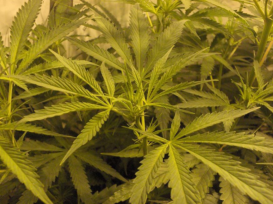 day 7 flower