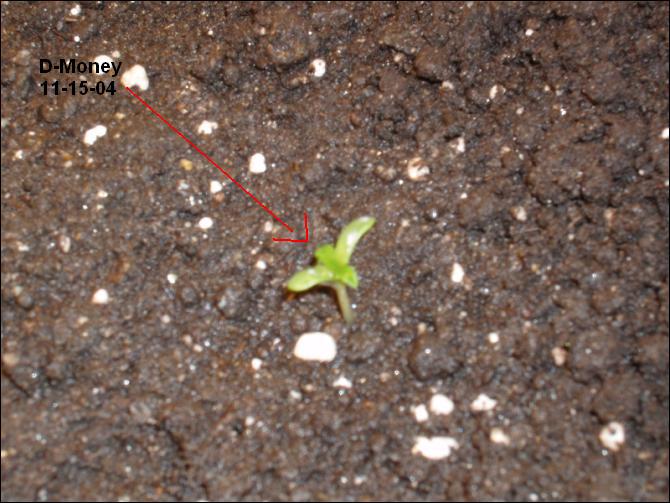 D Money aka Dirty Money. 
He Sprouted from seeds i thought were dead.
Ya should put milk on the seeds so they come out sticky from the milk and are stronger cause of the calcium.