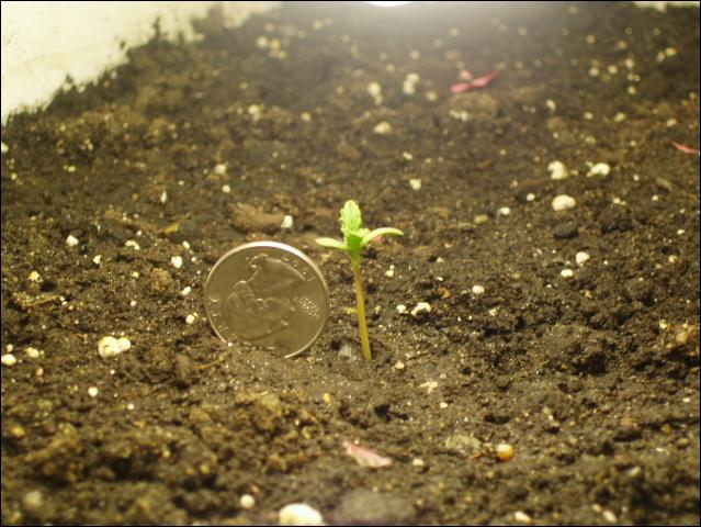 Mah 1st plant next to a quarter.
( The red marks r where i planted seeds like 2 days ago.)