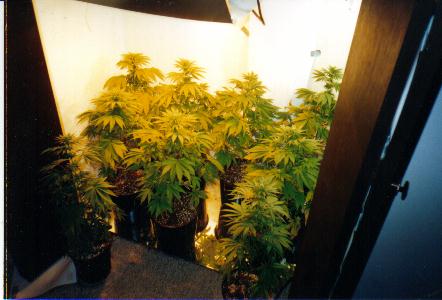 closet view 2 weeks after flower under 2 400w lights