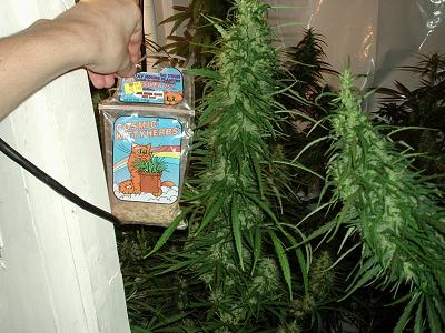 these top colas may get to 3 ounces not bad for $60 for 12 seeds hmmmm thats preety cheap.