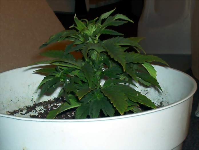 i put them under my 1000 watt hps 3 days ago