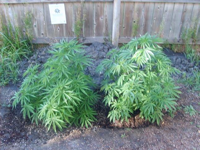 my two mother plants only 2and a half months old!  the one on the left is a hawaian strain and the other is from the phillipines