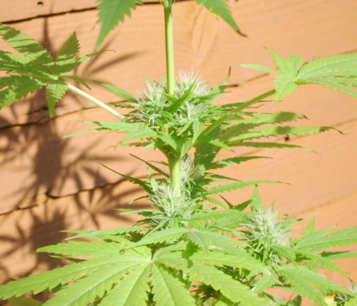 bud 3