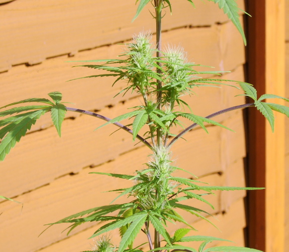 bud 4 the red Plant