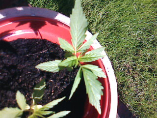 pic 2 1 week old