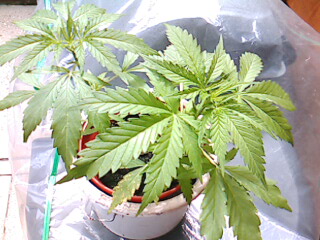 pic 7
