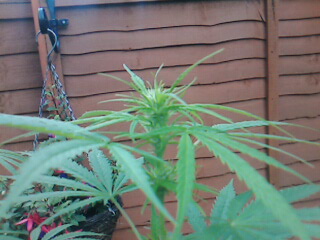 pic 11 1st bud mmmm