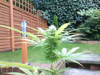 BUD UP