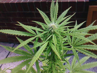 MORE BUD