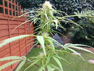THE SMALLER ONE OF THE TWO