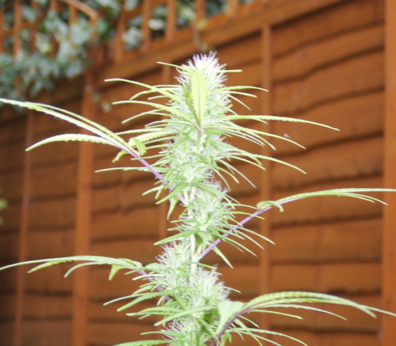 top bud