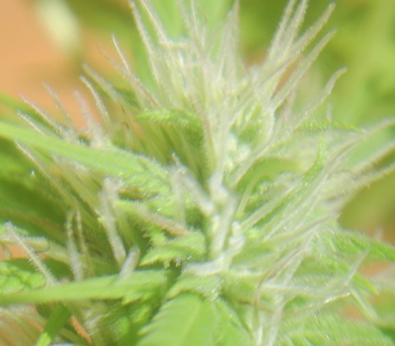 bud 5