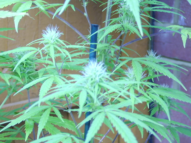 budssss