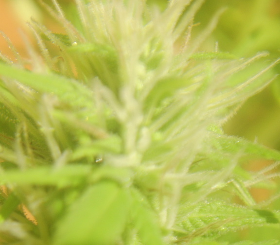 more sexy bud