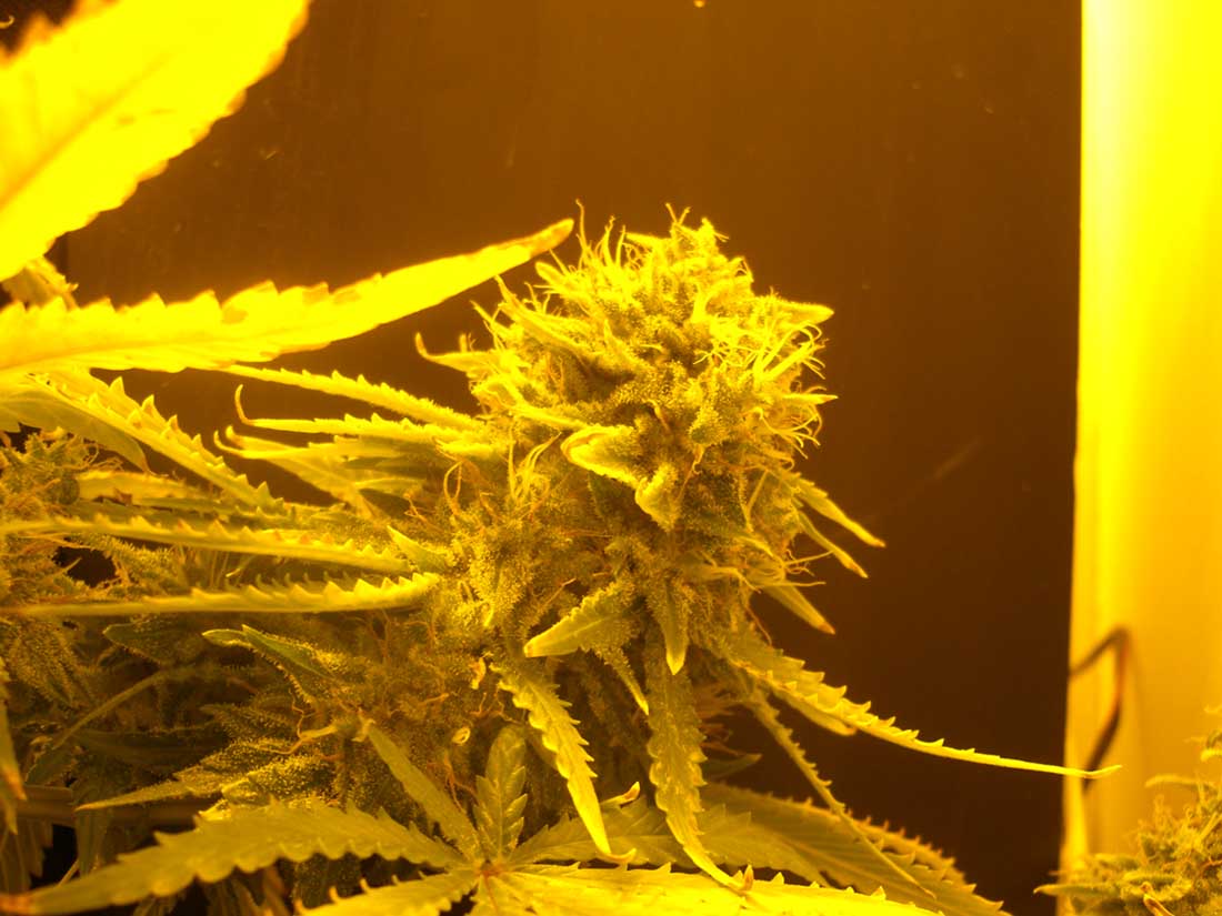 lovely looking nugget