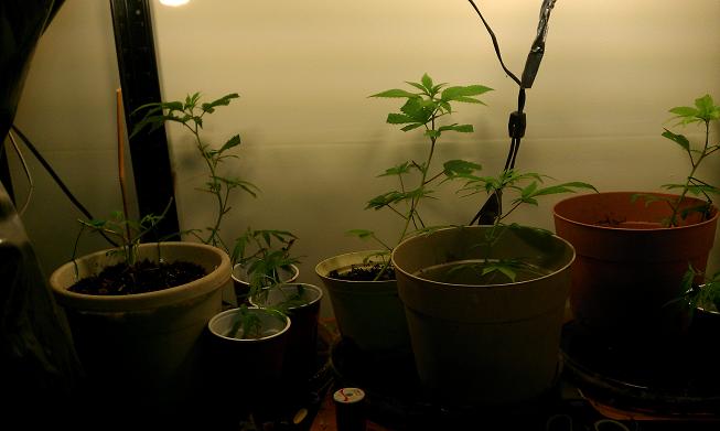 including plants in veg stage as well as sundry clones