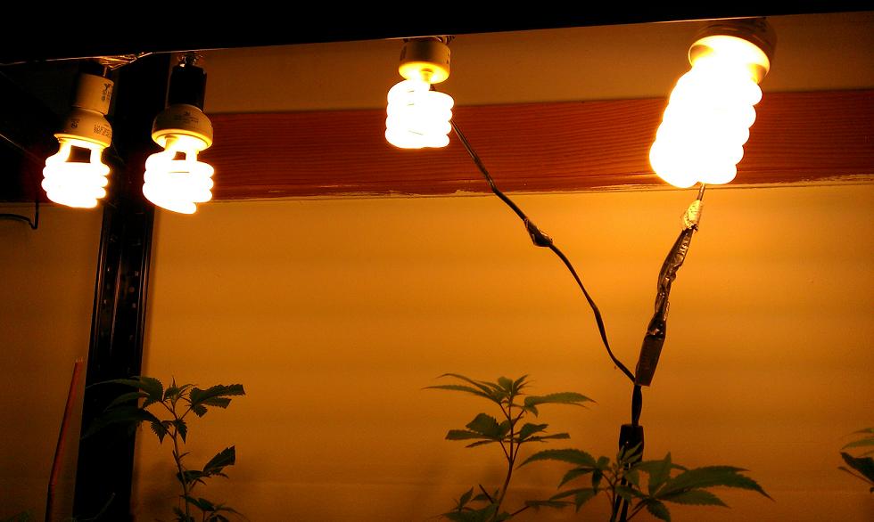 CFL sprials. Keeps everything nicely toasty without too much excess heat.