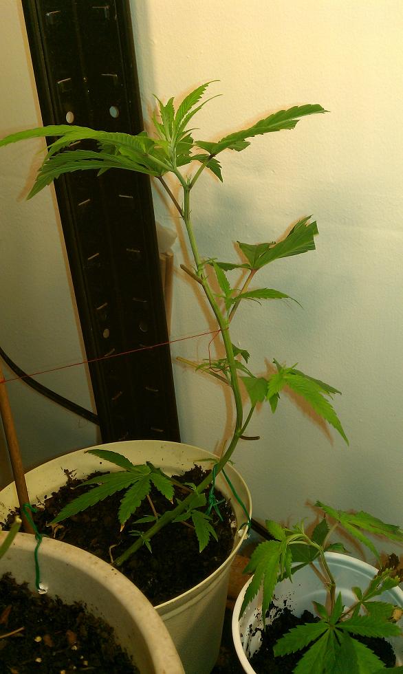 showcasing my (beginners) LST training
