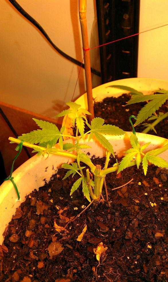 recently stripped of all colas. This plant just keeps making clones for me, its like the gift that keeps on giving.