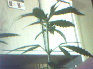 This is the Chronic Haze when shes alot younger at this point its bigger then the other one but that will change very soon