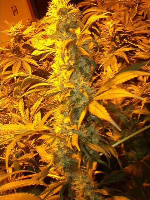 cool blueberry cola pic