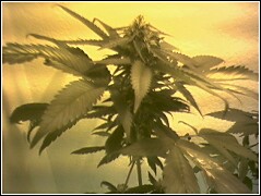 this is at 4 weeks of flower.  4 more to go.  not too bad 4 a first timer.