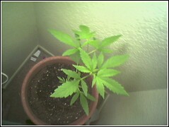 she is at about i month old here and looking nice.