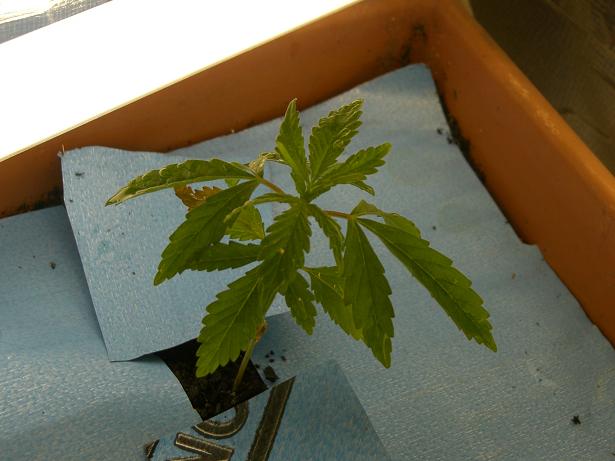 1 day before the first prune
