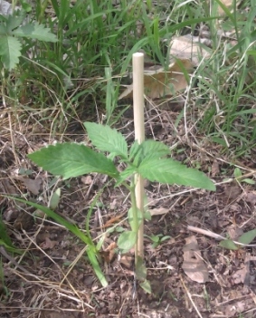 This one has been growing from unhatched seed in the woods with no artificial soil. just meracle grow fert every 10 days...