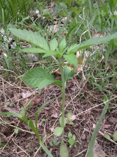 now this little buger is the fourth plant on my route and is showing the most promise thus far. I really like this one and have a special little place in my heart for him/her.