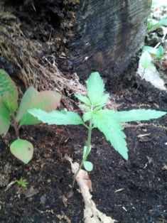 this is the last plant I tend to on my route and has been growing out of some really rich soil right next to a rotting tree.